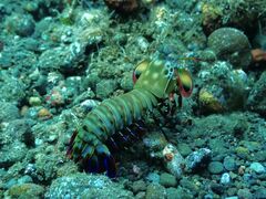 Odontodactylus scyllarus