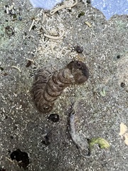 Vermetoidea