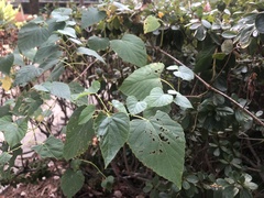 Ampelopsis cordata