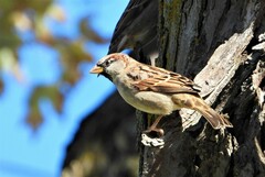 Passer domesticus
