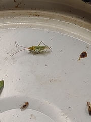 Trigonotylus caelestialium