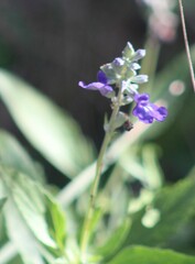 Salvia farinacea