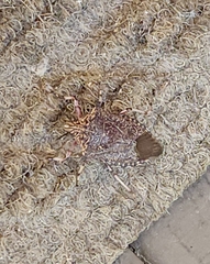 Alcaeorrhynchus grandis