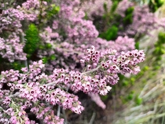 Erica trichadenia