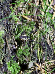 Mitopus