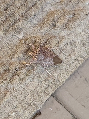 Alcaeorrhynchus grandis