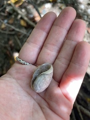 Bulla occidentalis