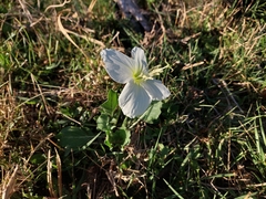 Oenothera centaurifolia