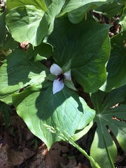 Trillium rugelii
