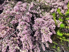 Erica trichadenia