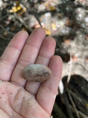 Bulla occidentalis
