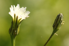 Hypochaeris albiflora