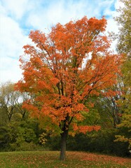 Acer saccharum