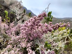 Erica trichadenia