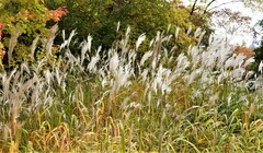 Miscanthus