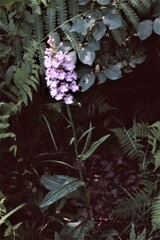 Platanthera grandiflora