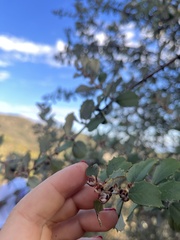 Ceanothus crassifolius