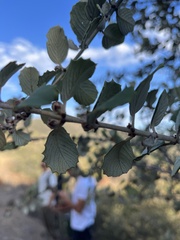 Ceanothus crassifolius