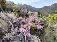 Erica trichadenia