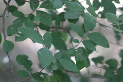 Ulmus crassifolia