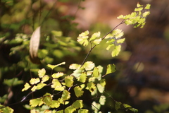 Adiantum capillus-veneris