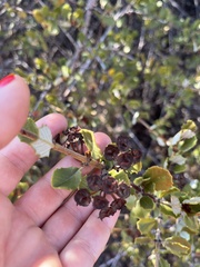 Ceanothus crassifolius