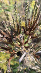 Phacelia integrifolia