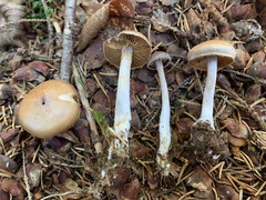 Cortinarius kauffmanianus