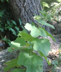 Smallanthus uvedalia