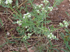 Parthenium