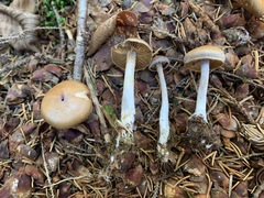 Cortinarius kauffmanianus