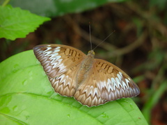 Euthalia monina monina