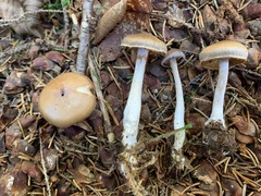 Cortinarius kauffmanianus