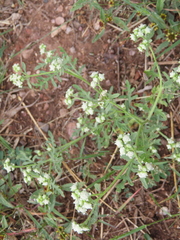 Parthenium