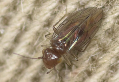 Ectopsocopsis cryptomeriae