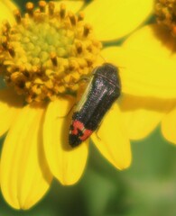 Acmaeodera flavomarginata