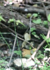 Equisetum laevigatum