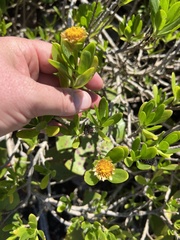 Borrichia arborescens