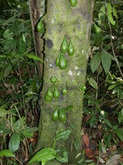 Diospyros diepenhorstii