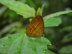 Mycalesis anapita