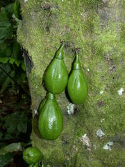 Diospyros diepenhorstii