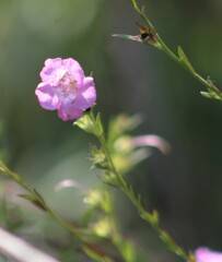 Agalinis heterophylla