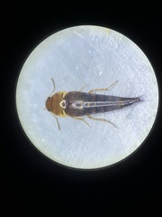 Tachyporus abdominalis