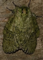 Disphragis