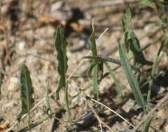 Convolvulus