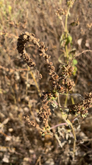 Phacelia ramosissima