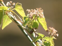 Mikania scandens
