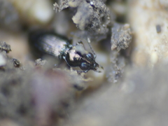 Bembidion