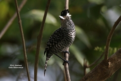 Thamnophilus doliatus