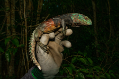 Cachryx alfredschmidti